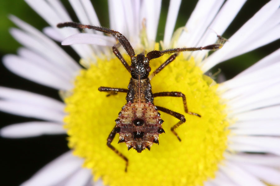 Syromastes rhombeus - Rhombenwanze, Junglarve