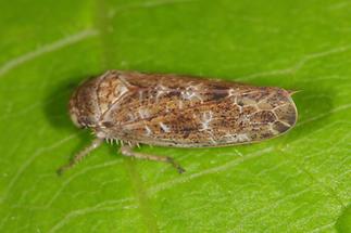 Allygus modestus - Auen-Baumzirpe