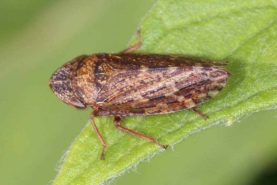 Aphrodes bicincta - Triftenerdzikade