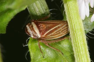 Aphrodes makarovi - Wiesen-Erdzikade