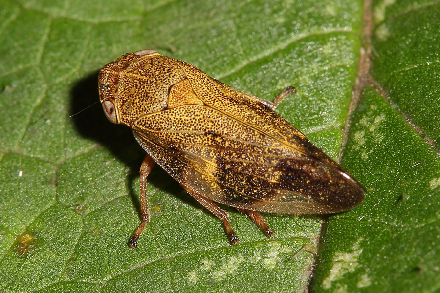 Aphrophora alni - Erlenschaumzikade