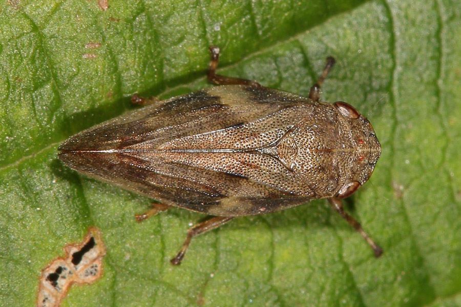 Aphrophora alni - Erlenschaumzikade