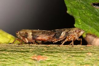 Aphrophora alni - Erlen-Schaumzikade, Paar