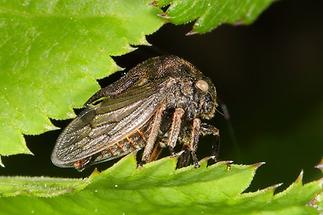 Centrotus cornutus - Dornzikade (1)