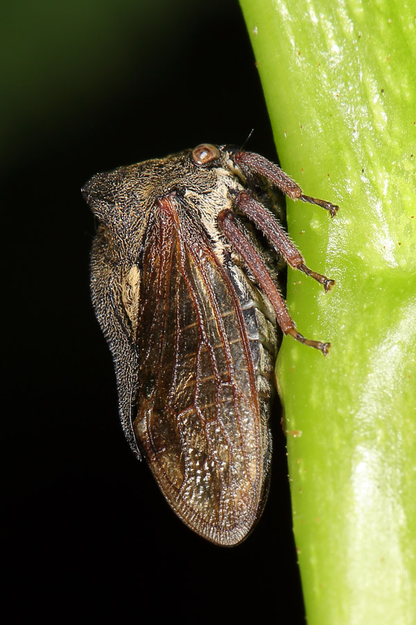 Centrotus cornutus - Dornzikade