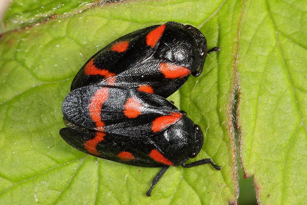 Cercopis sanguinolenta - Bindenblutzikade, Paar