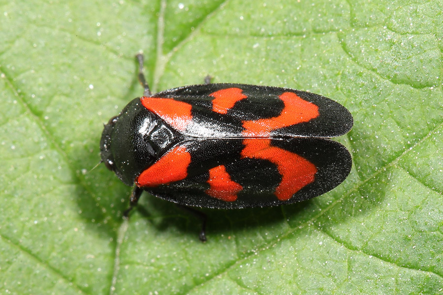 Cercopis vulnerata - Gemeine Blutzikade