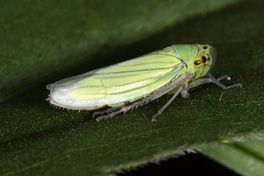 Cicadella lasiocarpae - Sumpfschmuckzikade