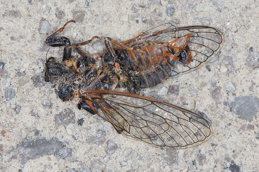Cicadetta cf. montana - Bergzikade, Unfallopfer