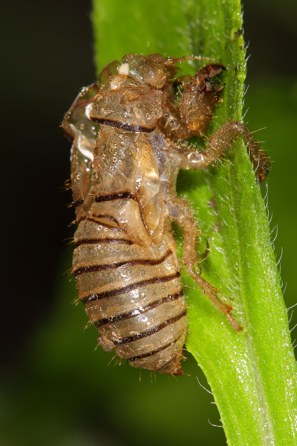 Cicadetta cf. montana - Bergzikade, verlassene Exuvie