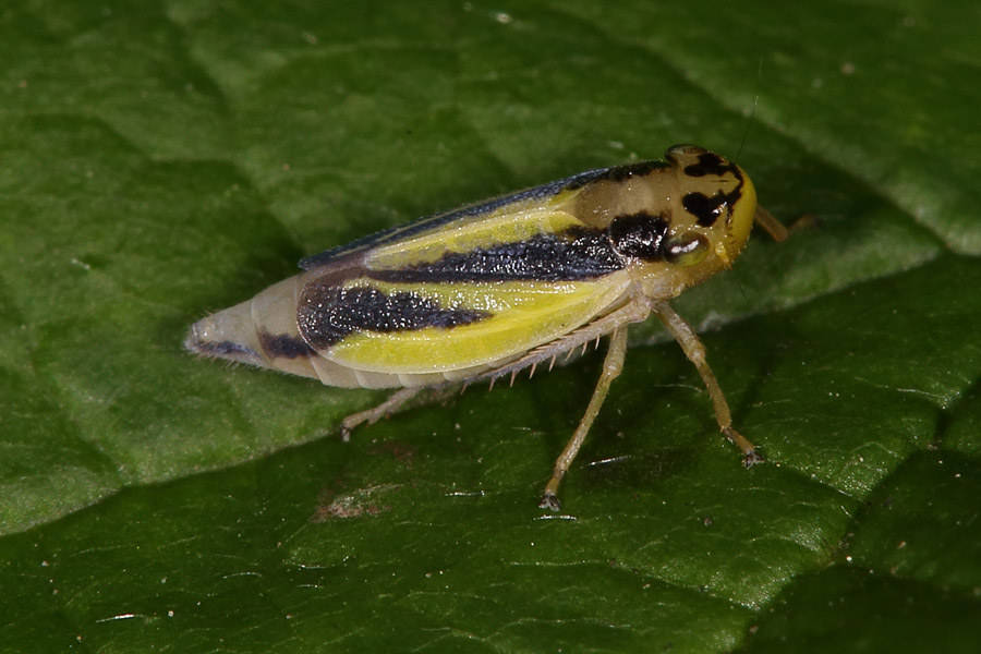 Evacanthus interruptus - Wiesenschmuckzikade