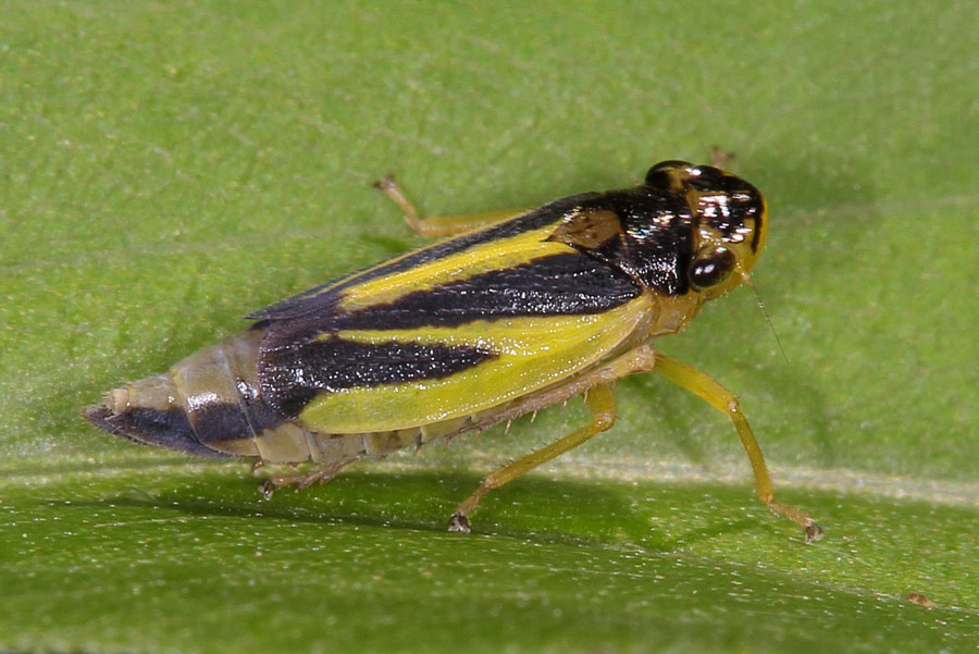 Evacanthus interruptus - Wiesenschmuckzikade