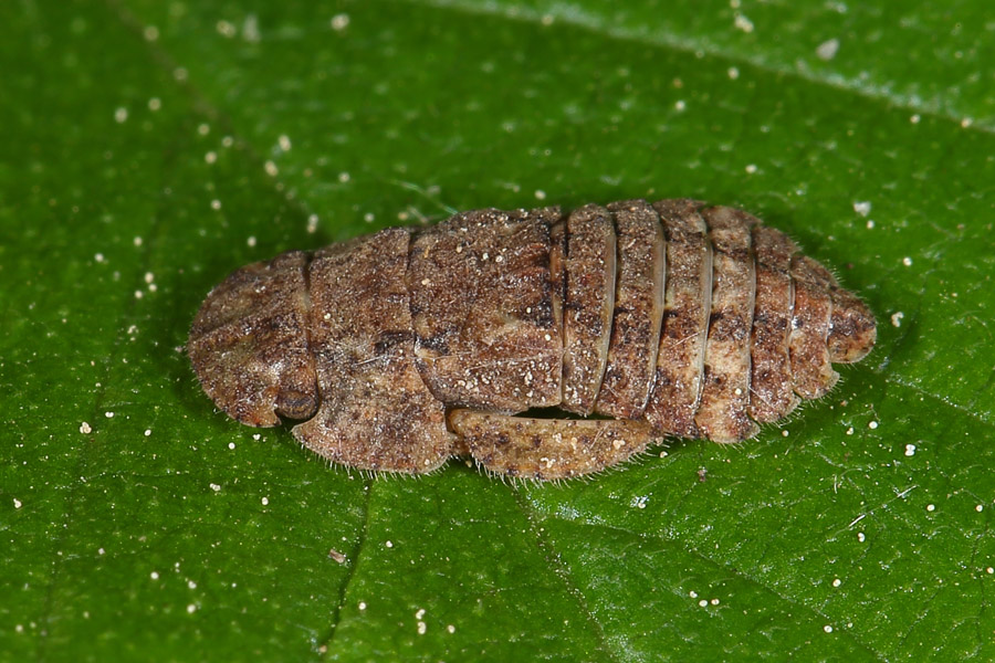 Ledra aurita - Echte Ohrzikade, Larve