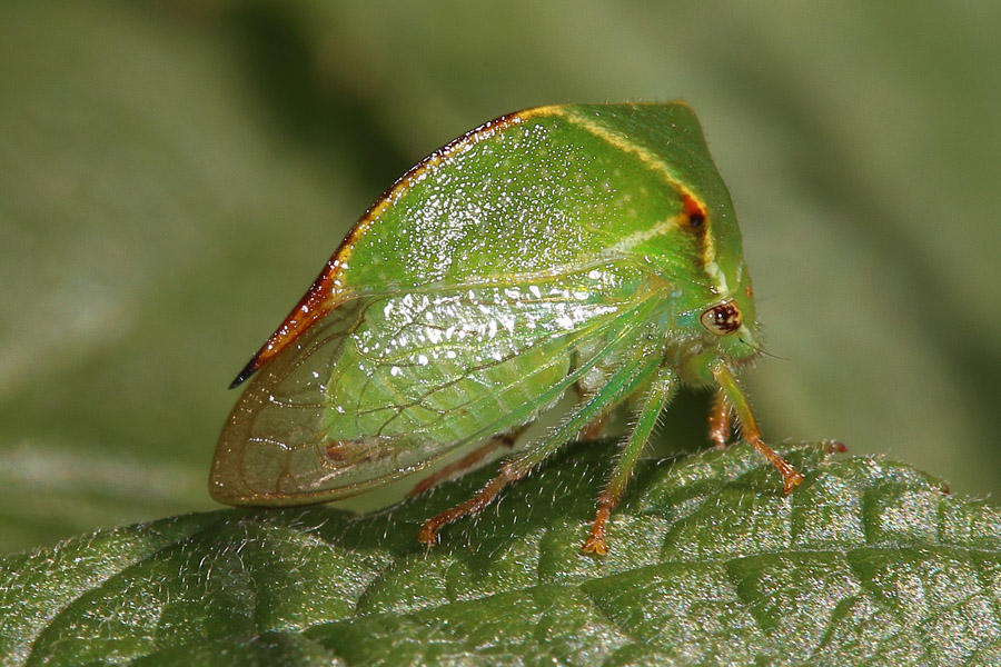 Stictocephalus bisonia - Büffelzikade