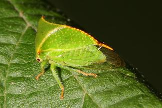 Stictocephalus bisonia - Büffelzikade (2)