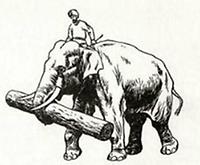 Indischer (asiatischer) Elefant