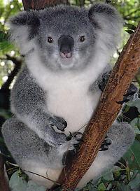 Koala, Bild aus Wikicommons,JPG