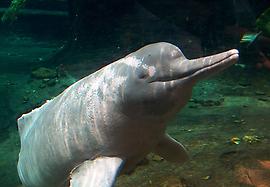 800px-Amazonas-Flussdelfin_Orinoko3.jpg