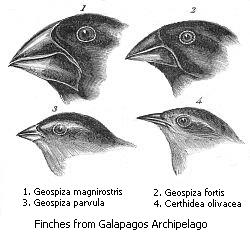 Darwins_finches.jpeg