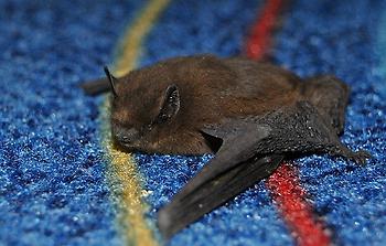 Bild einer Fledermaus, Bild aus Wikicommons3.jpg