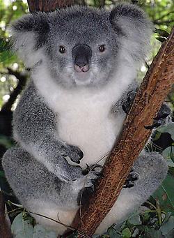 Hier ist ein Bild eines Koalabären, Bild aus Wikicommons