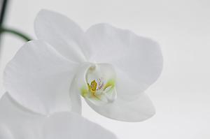 Nachtfalter_Orchidee,_Phalaenopsis_06.JPG