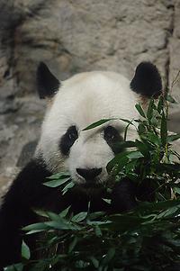 398px-Ailuropoda_melanoleuca_-_Beijing_Zoo.JPG