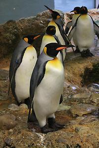 Kaiserpinguine