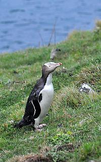 376px-Yellow-eyed_Penguin_Banks_Peninsula_2.jpg