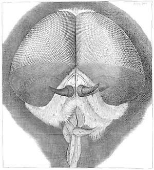 Faccetenaugen einer Fliege
