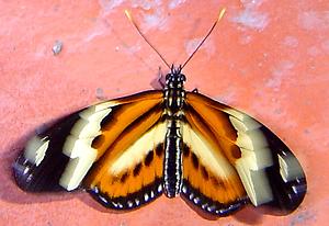 Schmetterling, height=