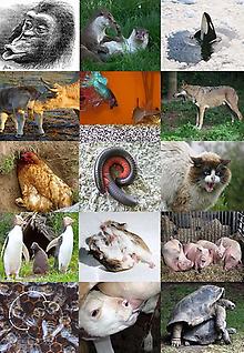 414px-Ethology_diversity.jpg