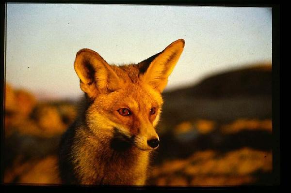 Fuchs in Aegypten