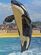 450px-Orcinus_orca_02.jpg