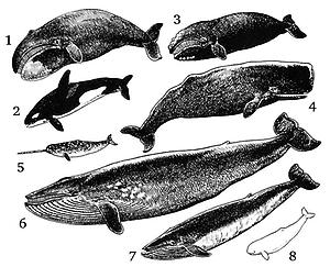 Cetacea_Übersicht.jpg