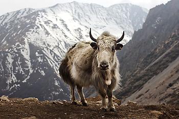 800px-Bos_grunniens_at_Letdar_on_Annapurna_Circuit.jpg