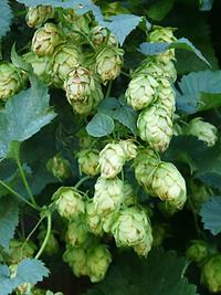 Hopfen