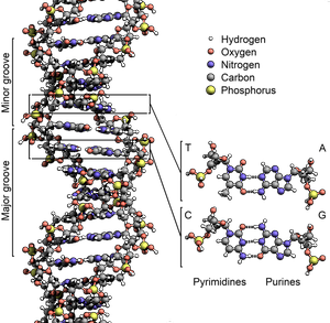 DNA-Struktur, Doppelhelix