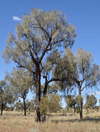 Desert Oak Desert Oak