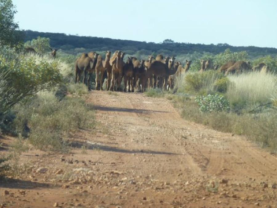 Camels Camels