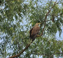 Seeadler