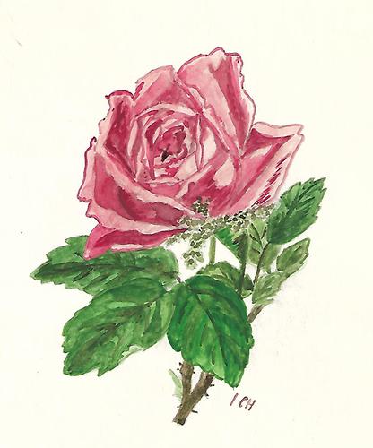 Rose