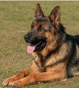 Schäferhund Schäferhund