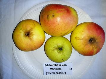 12 Edelrambour von Winnitza