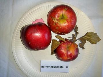 18 Berner Rosenapfel