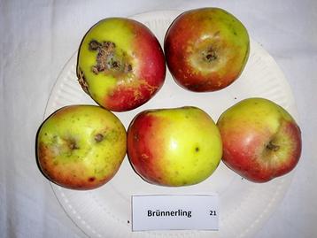 21 Brünnerling
