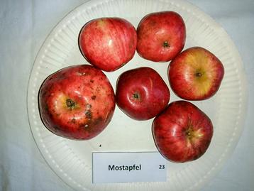 23 Mostapfel