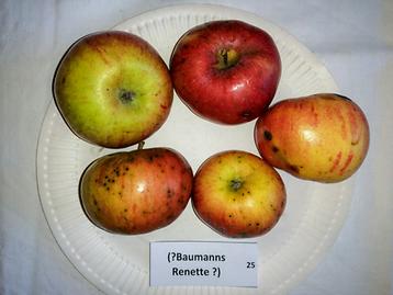 25 (Baumanns Renette ?)