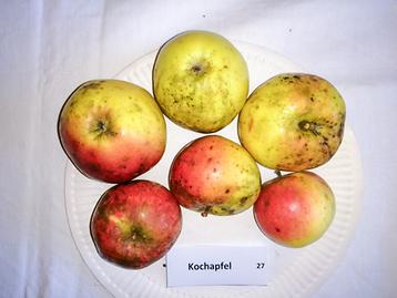 27 Kochapfel