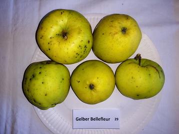 29 Gelber Bellefleur (Large)
